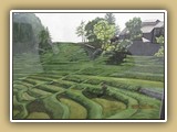 永井　忠-鴨川大山千枚田